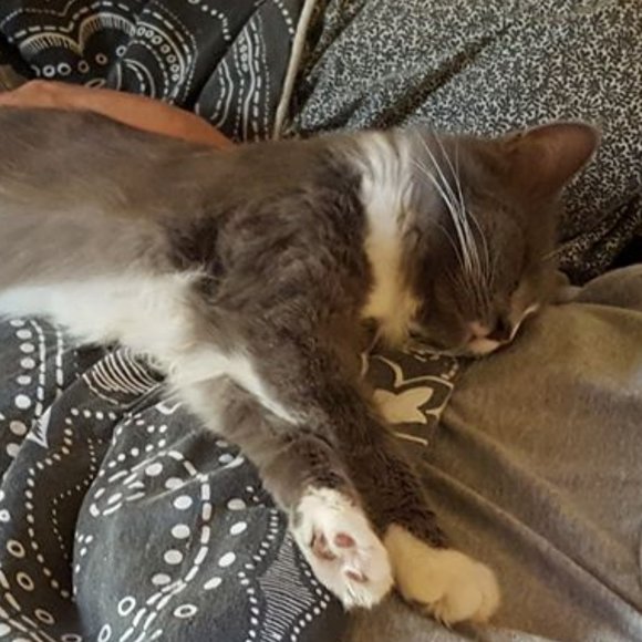 ๐๐๐CHEROKEE'S FERAL HAVEN๐๐๐ - Picture 8 of 14